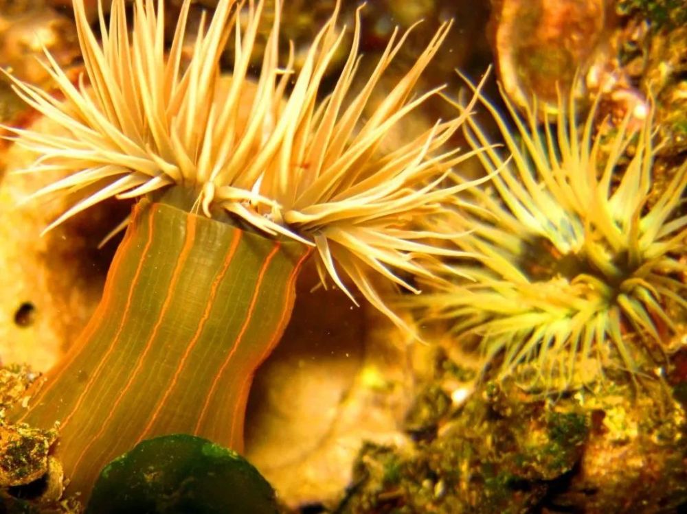 纵条矶海葵圆柱状的身躯靠底部强有力的吸盘牢牢地吸在岩石和珊瑚礁