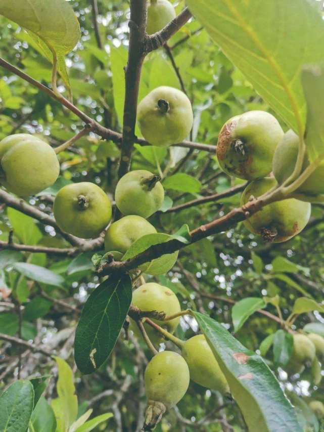 雲南野果【一】——多依果