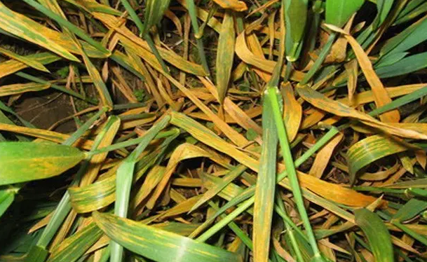 小麦旗叶干尖黄叶咋回事?别担心!解决方案来了,抓紧看