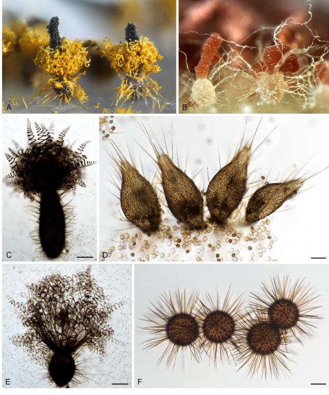 埋头十年 只为帮毛壳科真菌找到"家"