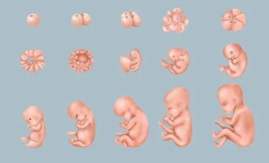 两个月的宝宝像葡萄?|怀孕|胚胎|胎儿