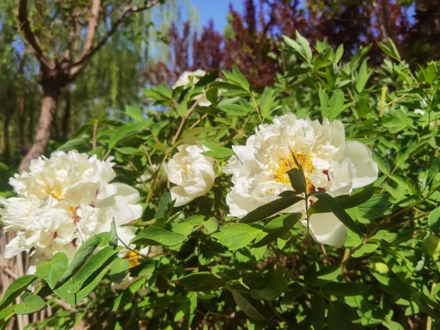 宁夏金贵牡丹香