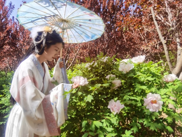 宁夏金贵牡丹香|宁夏|金贵镇|花乡|乡村旅游