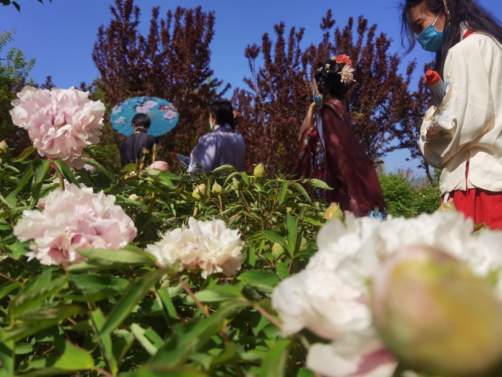 金贵牡丹花乡一二三产业融合示范项目是以"牡丹 ","林果 ","农业 "