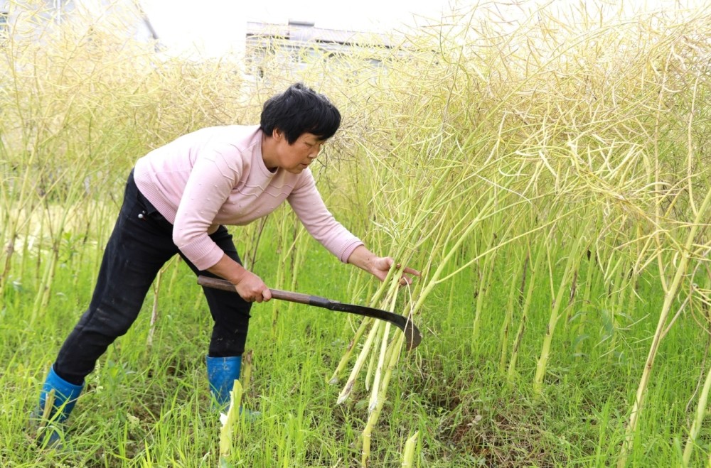 眼下,正值油菜收割季,麻阳苗族自治县广大群众抢抓晴好天气忙收油菜