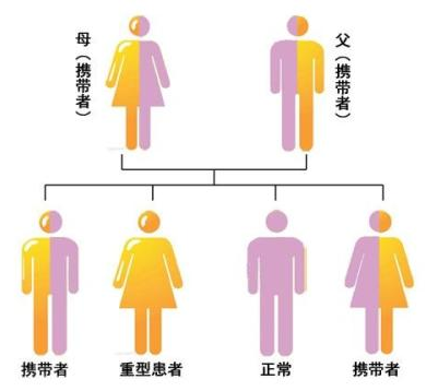 地中海贫血遗传模式:常染色体隐性遗传——杂合子不发病,但可遗传致病