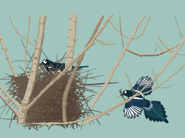 喜鹊筑巢:选址,盖房,精装修需要几天?|鸟话鸟说 01