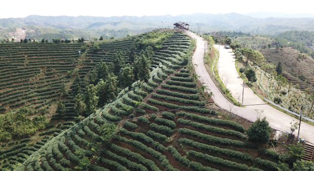 沁著茶香图片