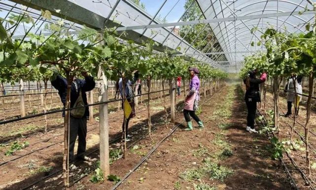 乡镇要闻 来宾街道阳光玫瑰管理忙科学精细保质量 葡萄 新田村 苗木 来宾街道 阳光玫瑰葡萄 阳光玫瑰