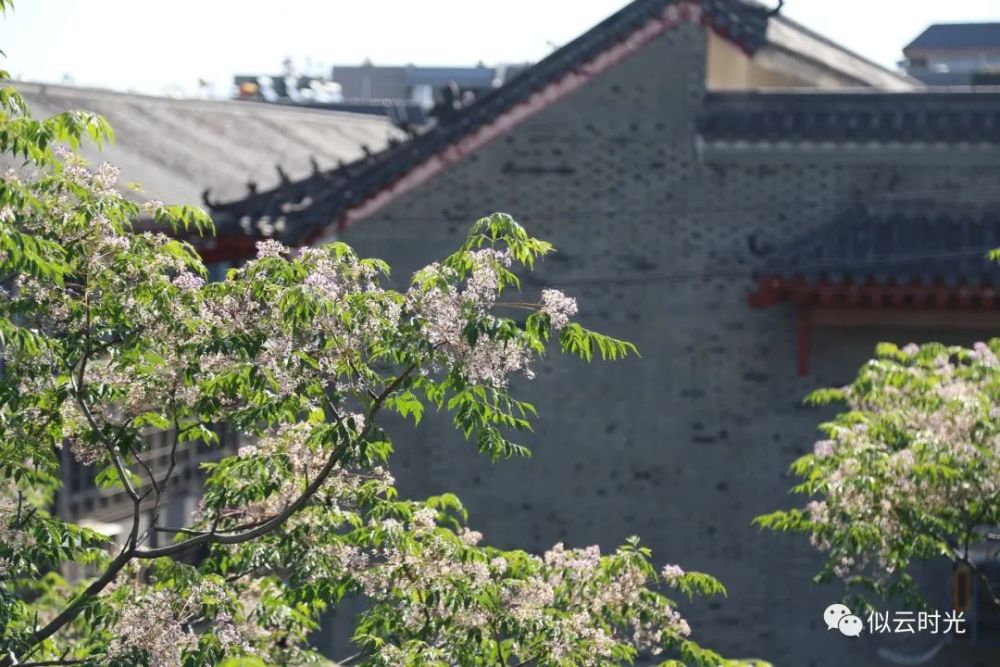苦楝花开 初夏 难忘那一抹淡紫的苦香 腾讯新闻