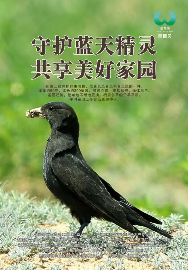 新疆第41届野生动物保护宣传月暨爱鸟周活动宣传海报