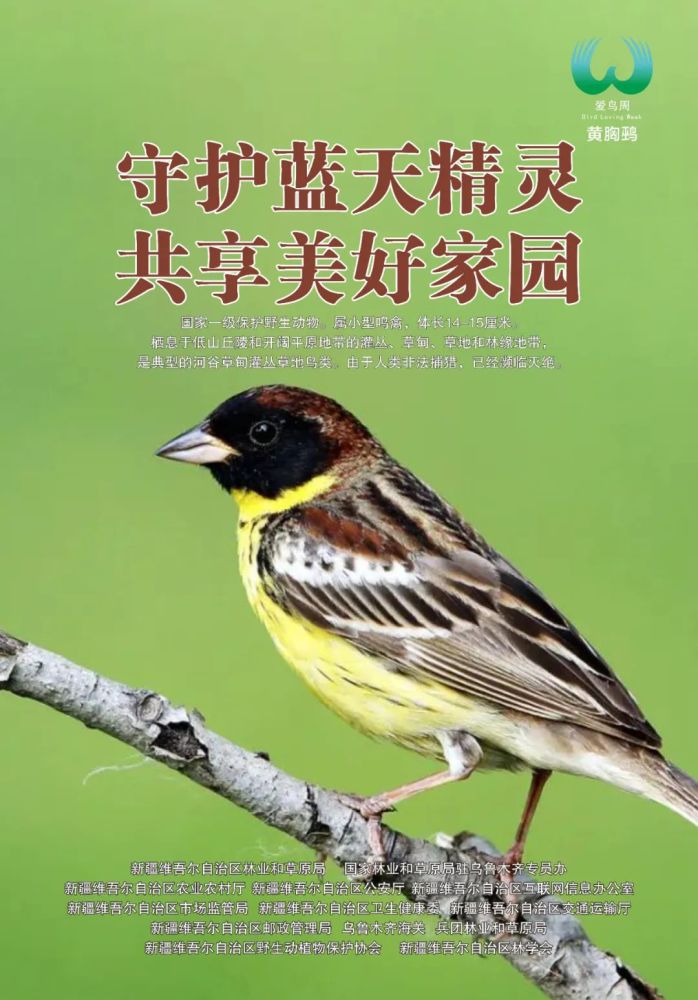 新疆第41届野生动物保护宣传月暨"爱鸟周"活动宣传海报_腾讯新闻