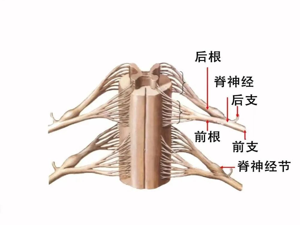 後皮神經卡壓綜合徵處理腰痛的新思路