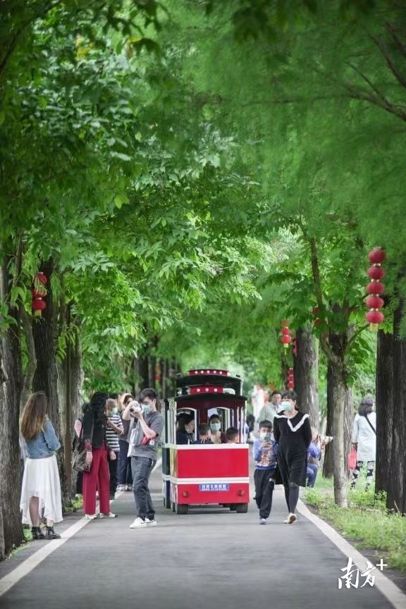 蓮洲鎮的嶺南大地百草園,成了體驗鄉村美麗田園的樂園.