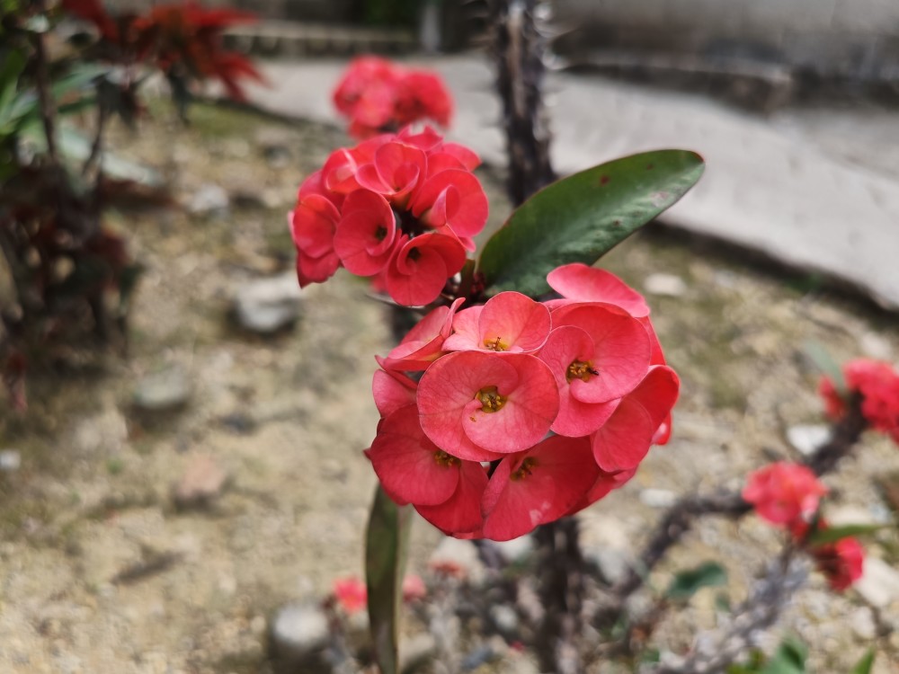 花開不敗虎刺梅