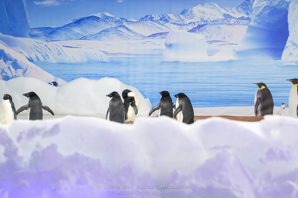 武汉打卡新去处海昌开了一个企鹅冰雪王国