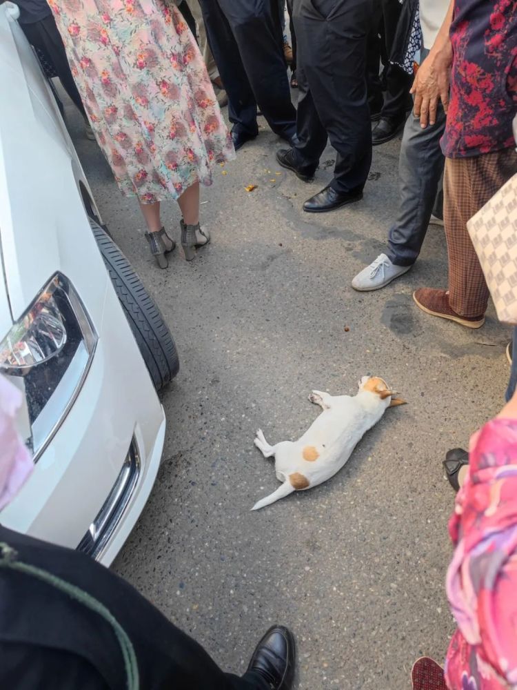 有视频蓬安街头一条未栓绳的狗狗被车撞死了经过调解车主疑似赔了两百