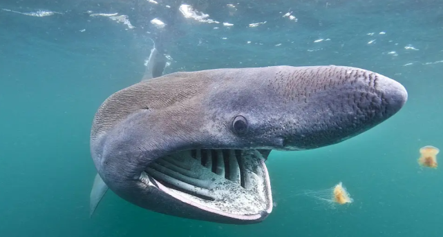 其实,这是一种叫做姥鲨的生物.