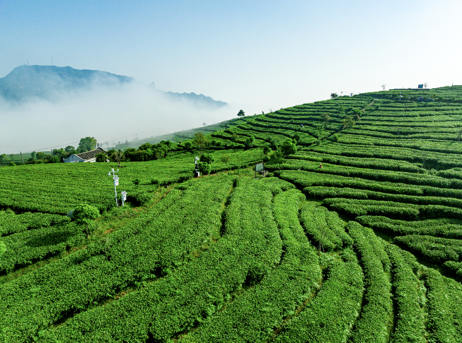 众筹丨一条沉淀8年,选就福鼎太姥山古法白茶,鲜过春天,宜喝宜藏