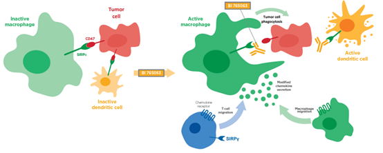 cd47抗体开发技术路线汇总&分析