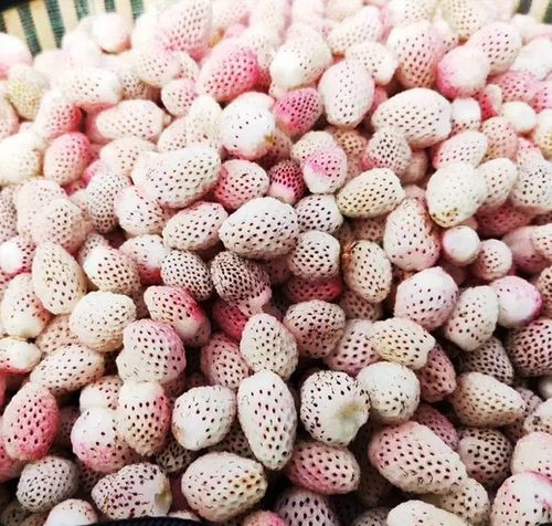 五叶草莓长啥样,可以了解一下