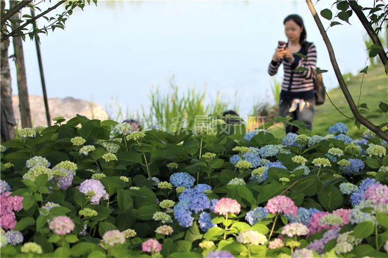 浪漫内江大自然正在抛绣球