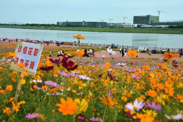 蘆苞鎮|三水|央視|蘆苞湧|新聞聯播|花海公園