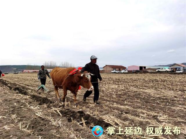 汪清县罗子沟镇举行首届农耕"开犁节"