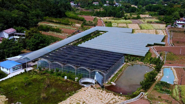 董家埂镇打造特色农产品产业链助力乡村振兴成都东部新区两周年