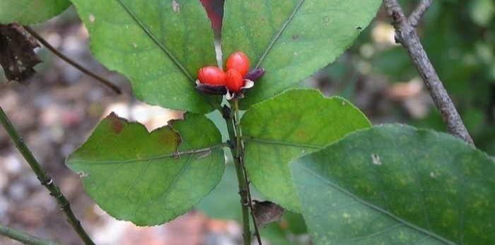 別名鬼箭羽,鬼見羽,豔齡茶,南昌衛矛,毛脈衛矛等;在我國除東