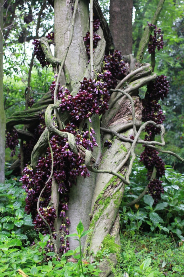 杭州植物园 钱江波 摄除了让人侧目的树藤外,它的花也让人"又爱又怕".