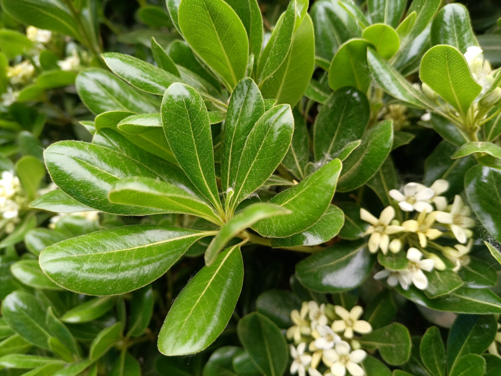 植物科普常綠灌木海桐有什麼特點和價值