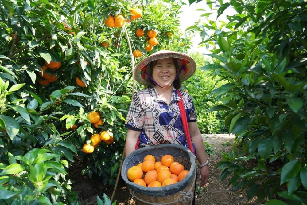 乡村振兴沃柑大丰收侨民笑颜开