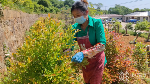 烏飯葉子熱銷你見過烏飯樹長啥樣嗎