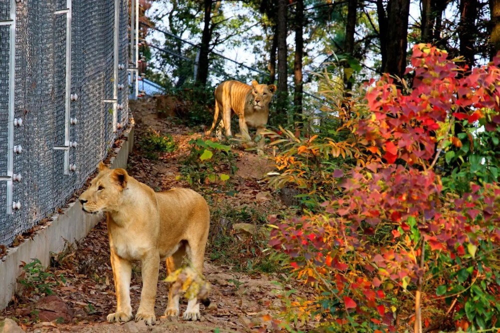 安徽大青山野生動物世界(聯)