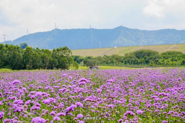 光明這片紫色花海,免費開放!花期還剩兩週,錯過又要等一年!