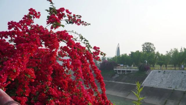 犍為上千株三角梅綻放,紅色花海太美了!