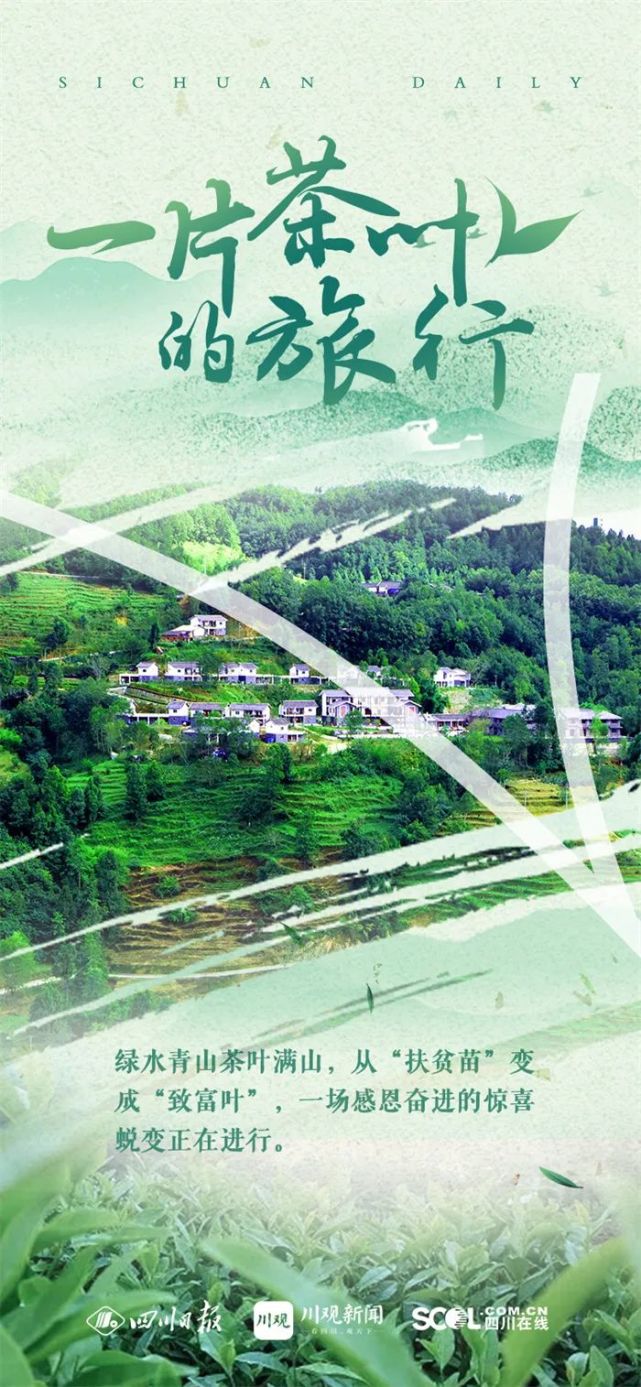 从浙江安吉到四川青川,看一片茶叶的奇妙旅行