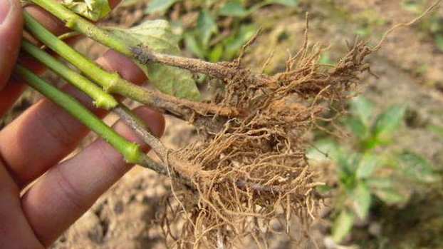 植保技術丨辣椒根腐病防治管理技術