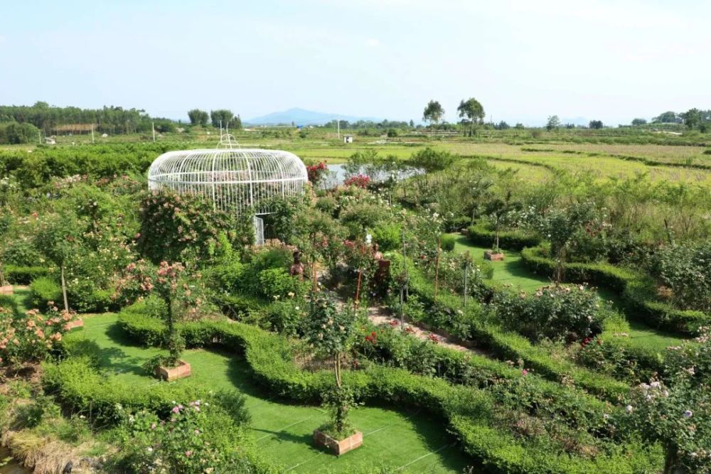 乡村振兴这个藏在村庄深处的玫瑰庄园刷爆了融安人的朋友圈