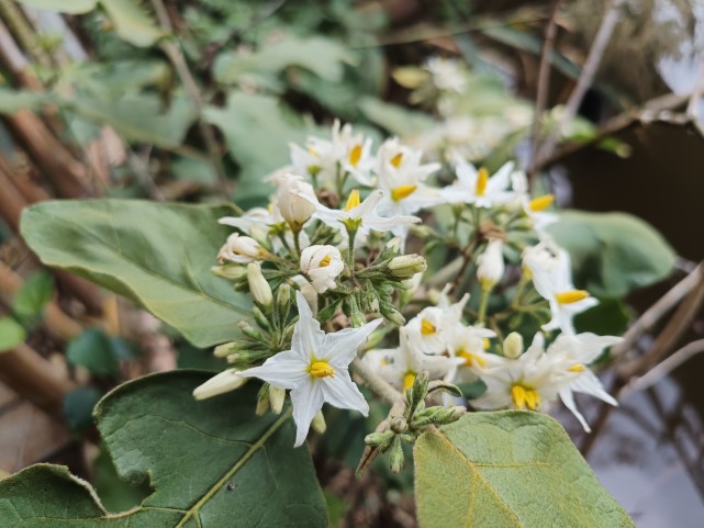 水茄(水茄树图片)