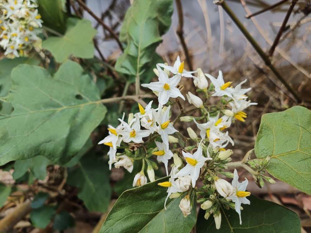 水茄开花甘苦自乐