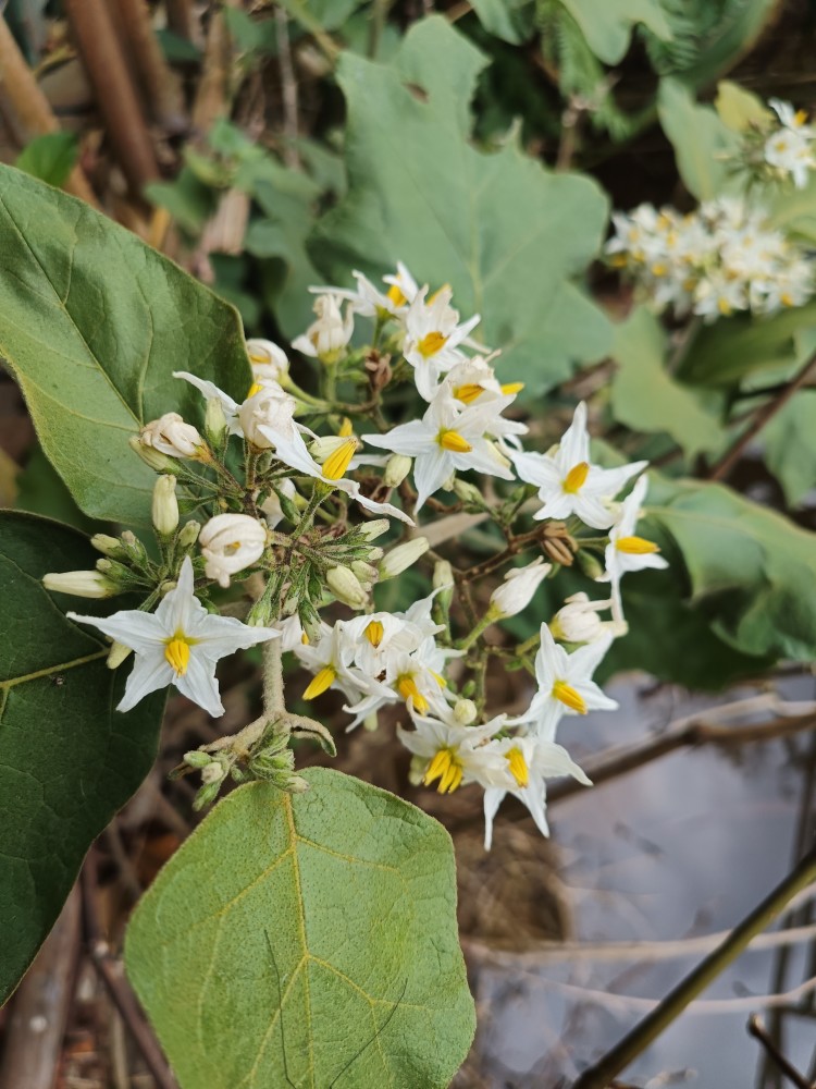 水茄(水茄树图片)