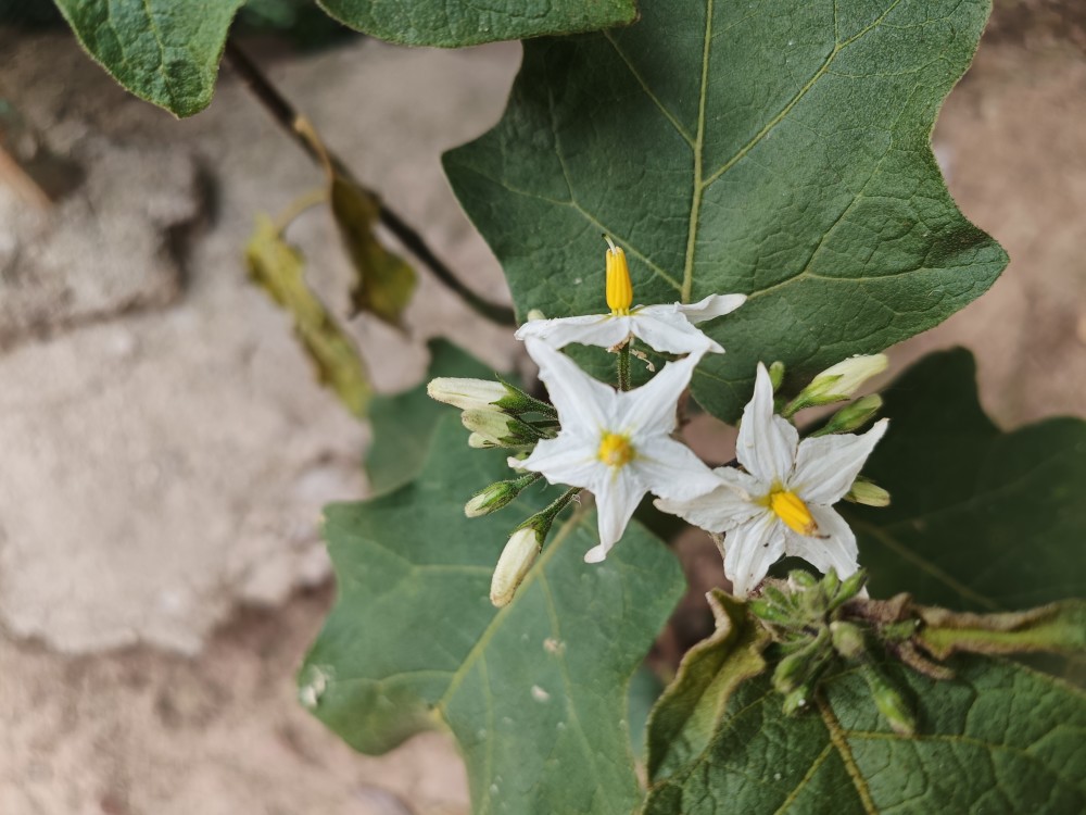 水茄开花甘苦自乐