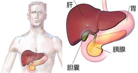 胆囊息肉位置示意图图片