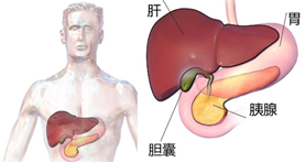 大家说科普胆囊息肉