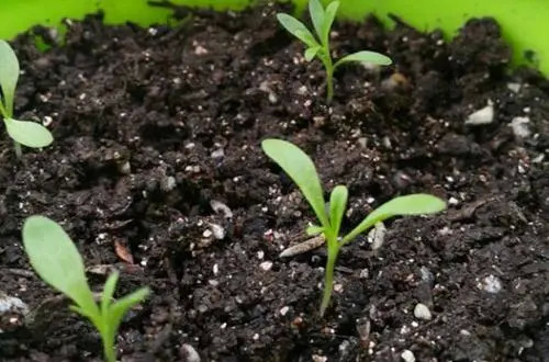 康乃馨总是开花不精神学会这4点种植技巧送母亲最好的礼物