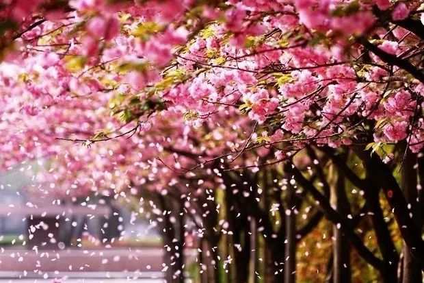 龚自珍的三首落花诗,不同凡响,卓绝千古