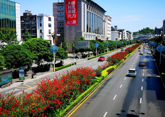 万株象牙红街头怒放扮美桂林城|李腾钊|机场路|中山中路|桂林