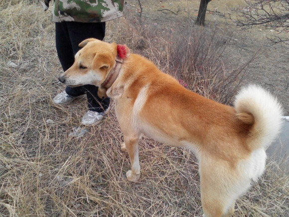 太行犬是產於太行山地區的一種地方良種犬,3000年前已有該種犬.